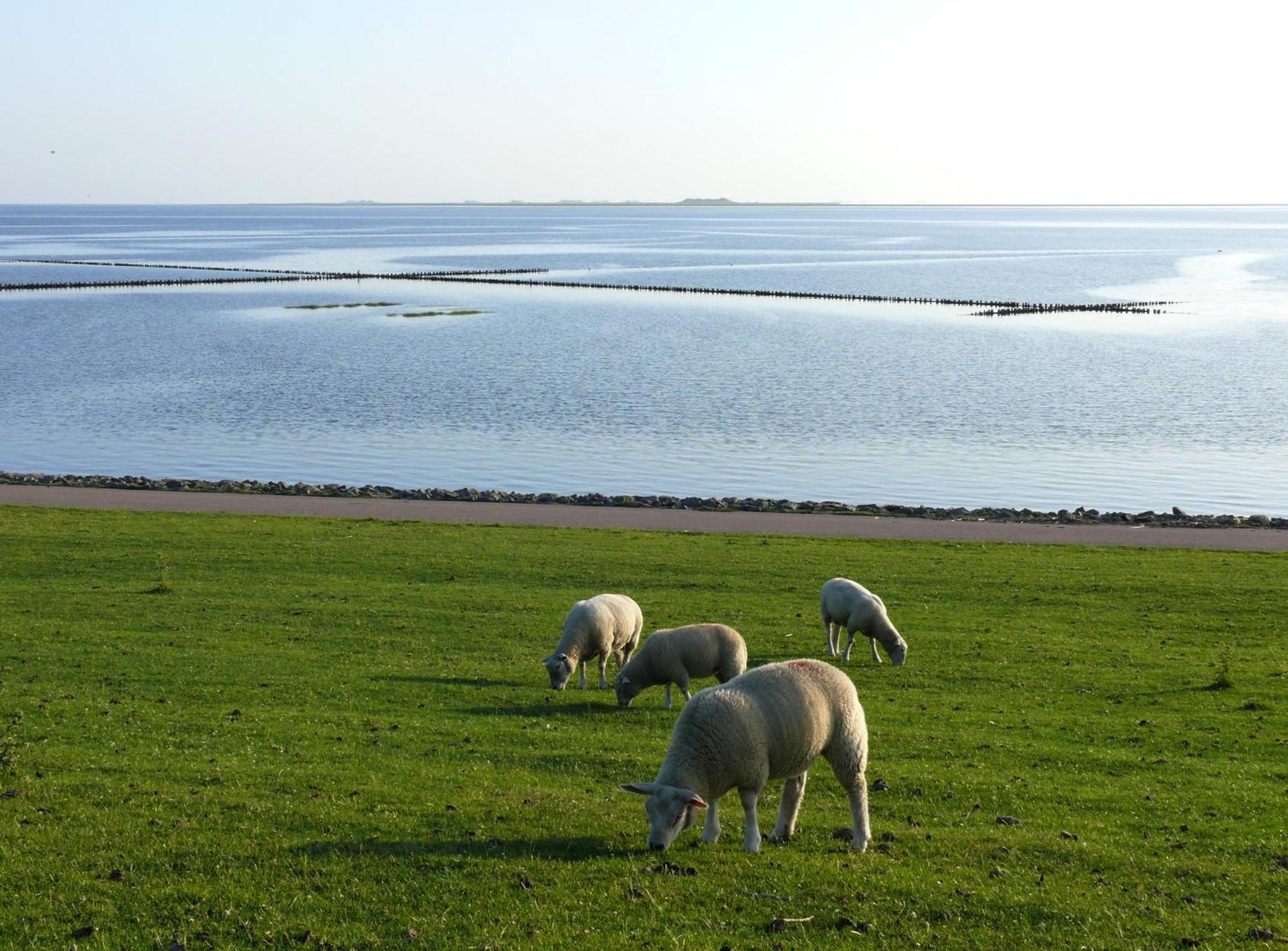 Friesenhaus Am Meer 다게불 외부 사진