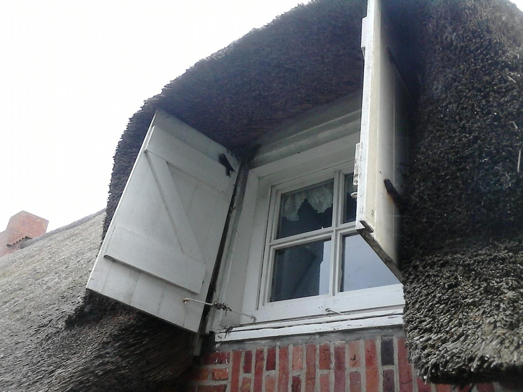 Friesenhaus Am Meer 다게불 외부 사진